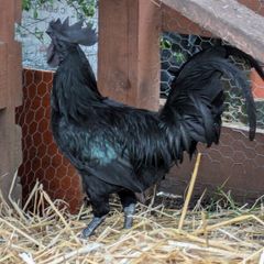 poultry