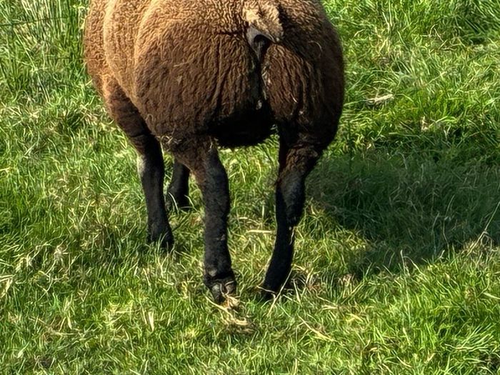 Blue TEXEL pedigree sheep