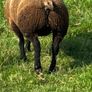 Blue TEXEL pedigree sheep Image 7