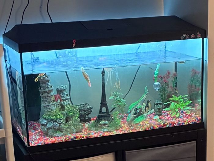 100L Fish tank - Complete set up.