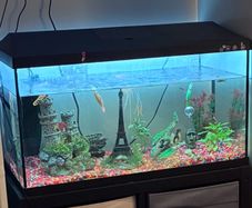 100L Fish tank - Complete set up.