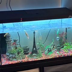 100L Fish tank - Complete set up.