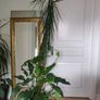 tall Madagascar Dragon Tree (Dracaena marginata), monstera, Peace Lily plant in the black  plastic pot container Image 6