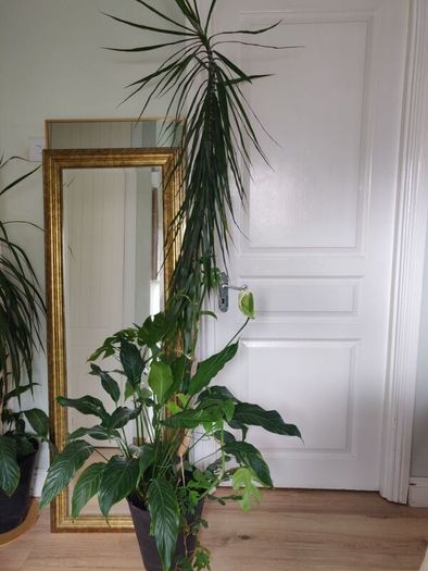 tall Madagascar Dragon Tree (Dracaena marginata), monstera, Peace Lily plant in the black  plastic pot container