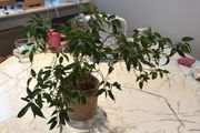 Weeping Fig Ficus benjamina