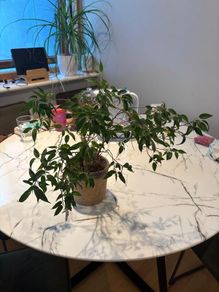 Weeping Fig Ficus benjamina