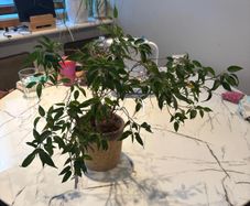 Weeping Fig Ficus benjamina