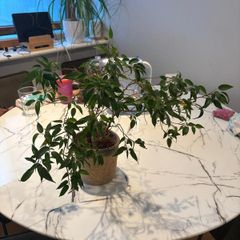 Weeping Fig Ficus benjamina