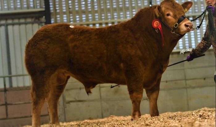Carrick-on-Shannon Autumn Mixed Breed Show & Sale