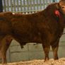 Carrick-on-Shannon Autumn Mixed Breed Show & Sale Image 3