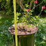 Potted Salvia Hot Lips Image 4