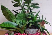 Sansevieria trifasciata 'Hahnii', crassula succulent plant arrangement in the ceramic pot