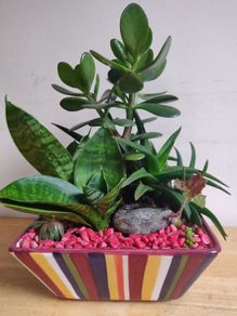 Sansevieria trifasciata 'Hahnii', crassula succulent plant arrangement in the ceramic pot