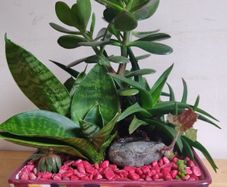 Sansevieria trifasciata 'Hahnii', crassula succulent plant arrangement in the ceramic pot