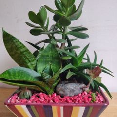 Sansevieria trifasciata 'Hahnii', crassula succulent plant arrangement in the ceramic pot