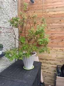 Pelargonium graveolens L'Her