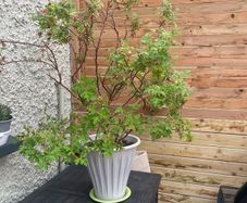 Pelargonium graveolens L'Her