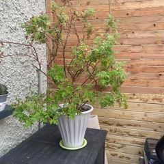 Pelargonium graveolens L'Her