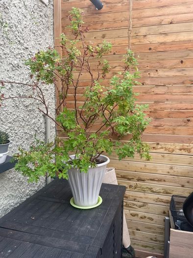 Pelargonium graveolens L'Her