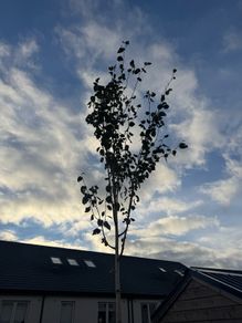 tree