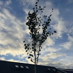 tree