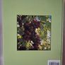 The Grower's Guide / 1989 Image 2