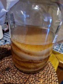 kombucha scoby