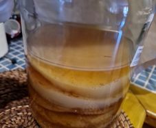 kombucha scoby