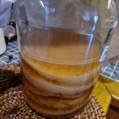 kombucha scoby
