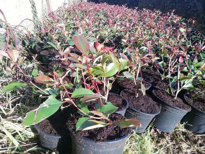 Red Robin Hedging