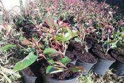 Red Robin Hedging
