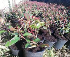 Red Robin Hedging