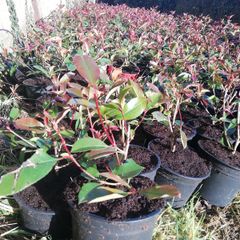 Red Robin Hedging