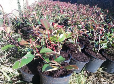 Red Robin Hedging