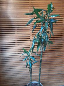Two flowers, dracaena fragrans
