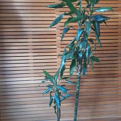 Two flowers, dracaena fragrans
