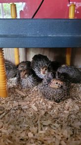 Coturnix quail chicks