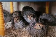 Coturnix quail chicks