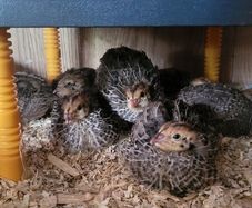 Coturnix quail chicks