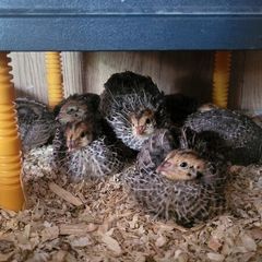 Coturnix quail chicks