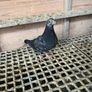 High flyer pigeon & Racer pigeon Image 3
