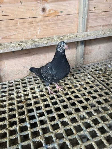 High flyer pigeon & Racer pigeon