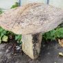 granite mushrooms Image 4