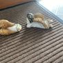 Angel ornaments with nice gold effect wings Image 6