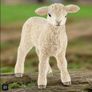 Schleich Lamb Animal Figure Image 5