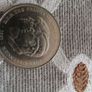 prince of Wales and lady Diana 1981 silver coin Image 2