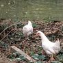 Chicken and pheasant 2026 Image 2