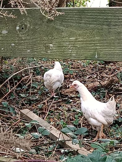 Chicken and pheasant 2026