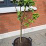 Apple Trees x 2 Image 2