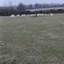Ewe Lambs Image 7
